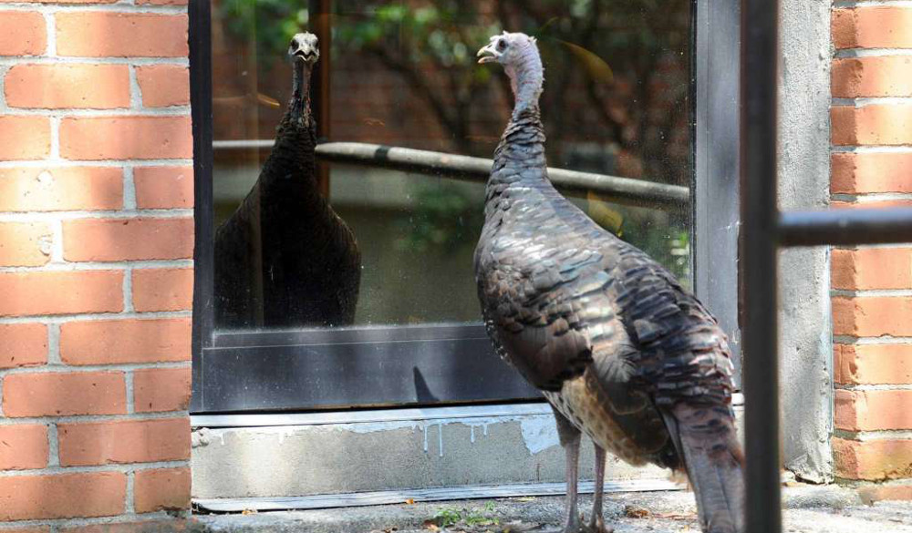 Wild turkeys, like this one seen outside the Stamford Advocate office on Aug. 22, are terrorizing people in the town.
