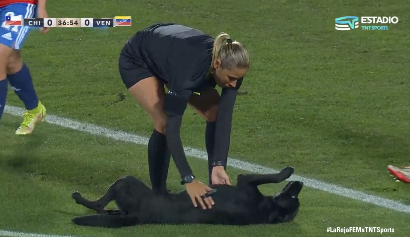 Good dog interrupts soccer game for belly rubs