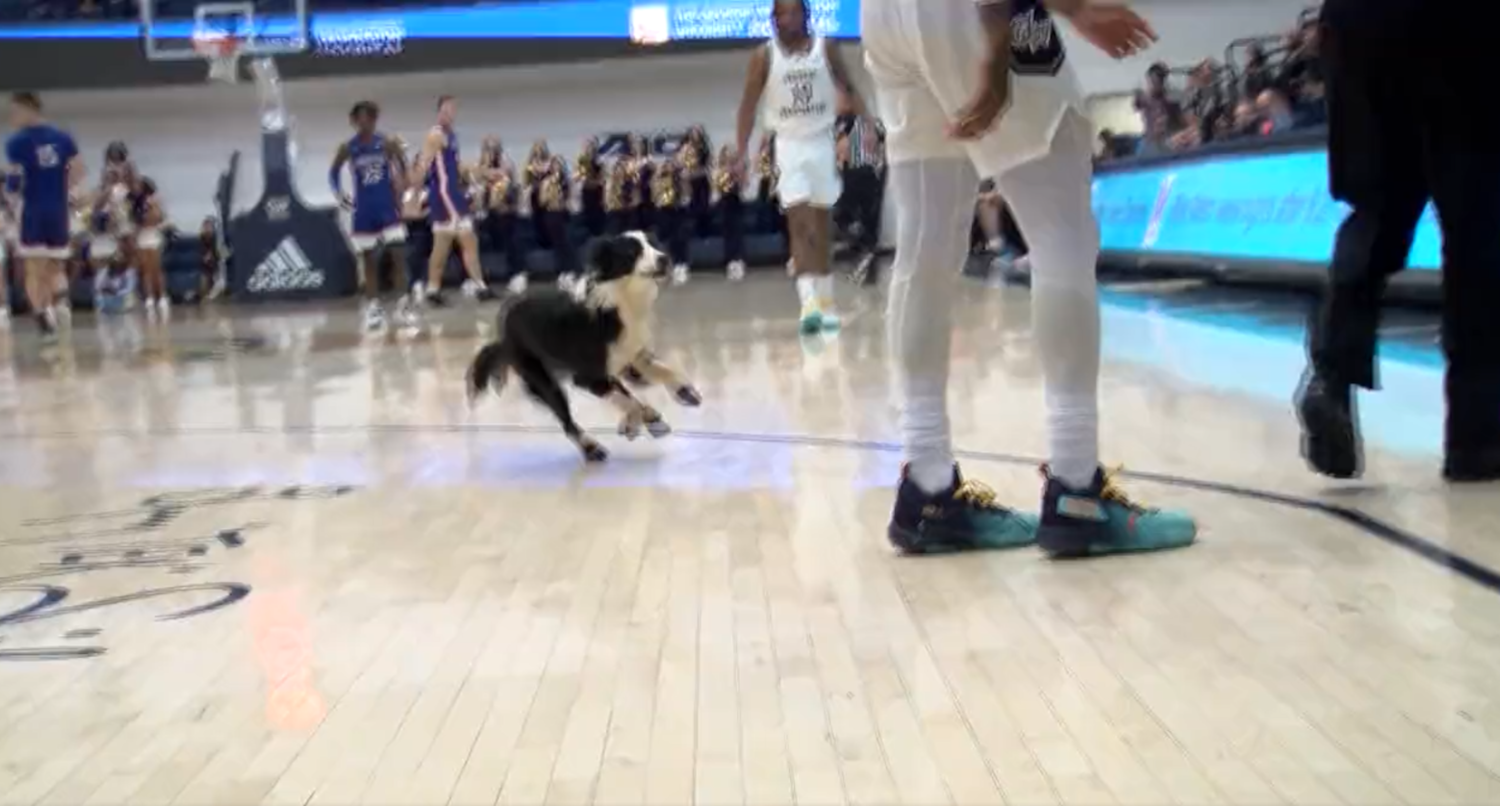 A dog disrupting an American-George Washington basketball game. (Alex Flum on Twitter.)