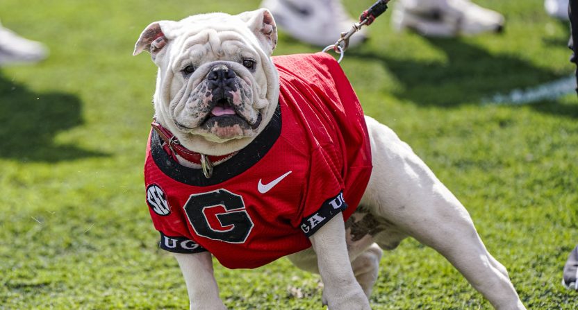 The Georgia Bulldogs new mascot uga XI on the field for the first time during the Georgia Spring Game at Sanford Stadium.