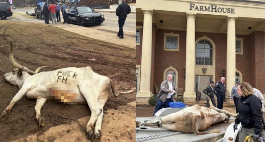 Texas-Oklahoma State cattle mutilation