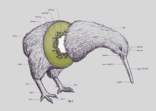 kiwi_bird_fruit