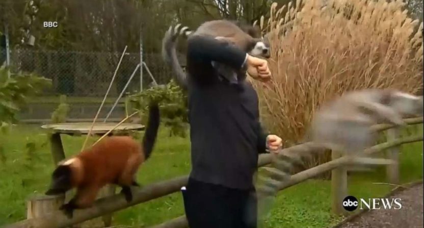 The BBC's Alex Dunlop fending off lemurs during a segment.