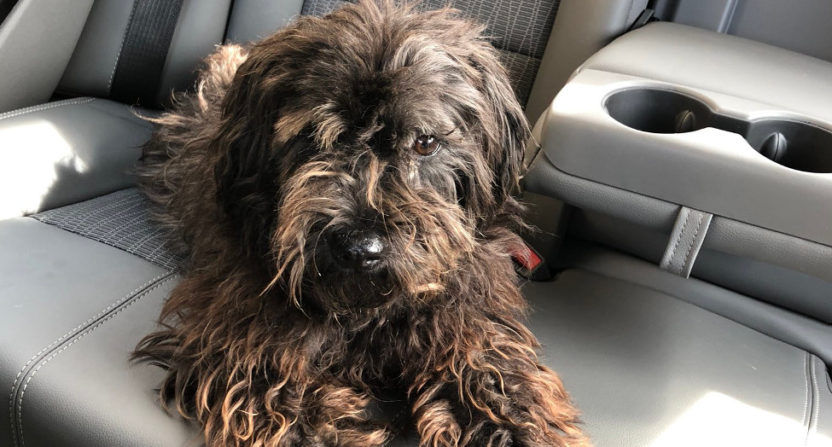 ESPN's Dave McMenamin rescued this dog Tuesday.