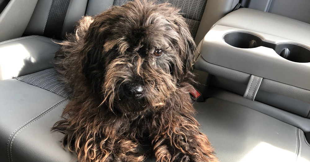 ESPN's Dave McMenamin rescued this dog Tuesday.