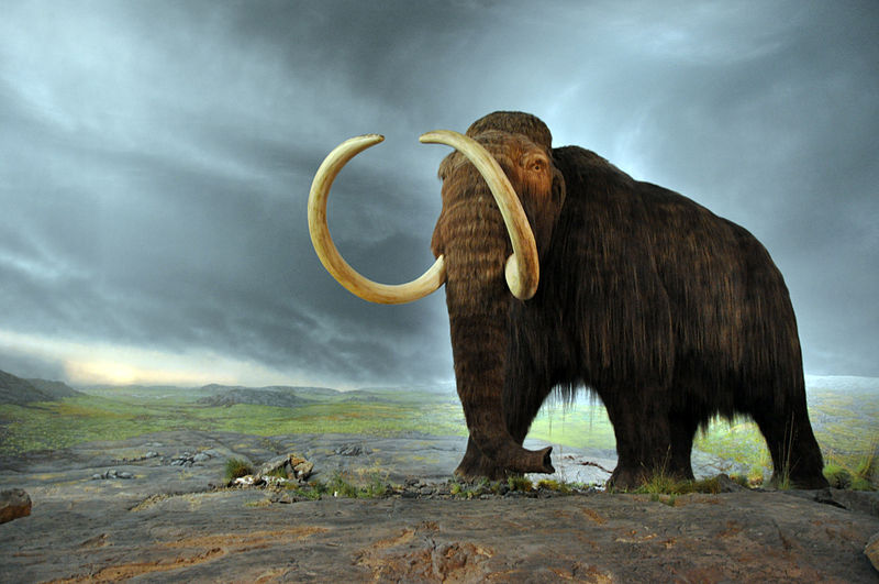 A woolly mammoth display at the Royal BC Museum (Wikipedia).