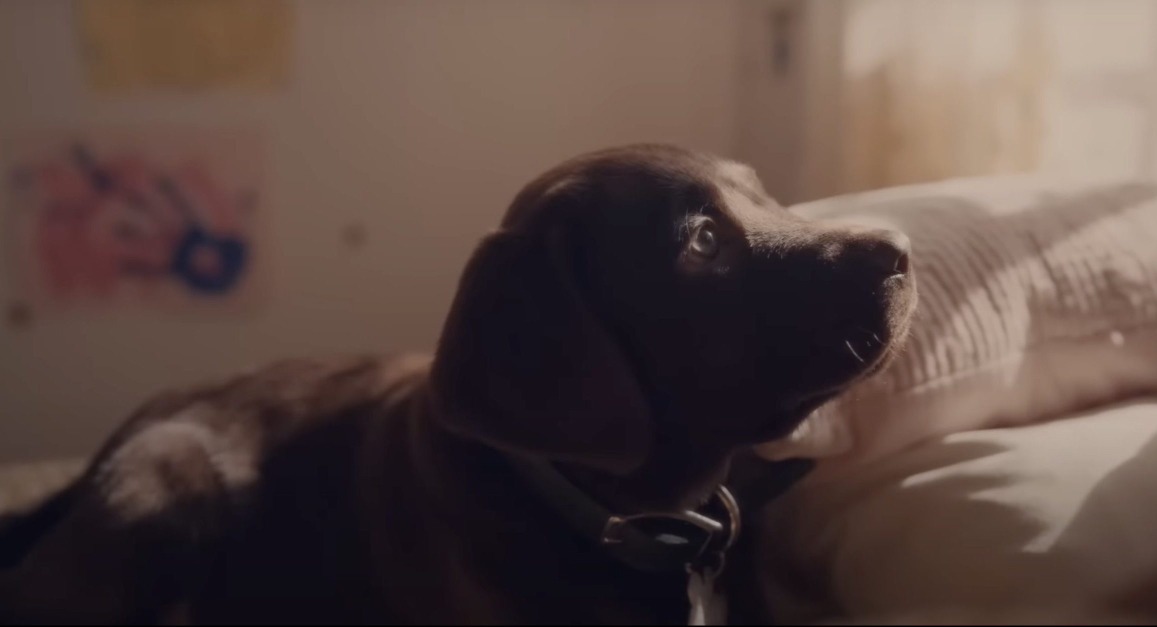 The Farmer's Dog Super Bowl LVII commercial.