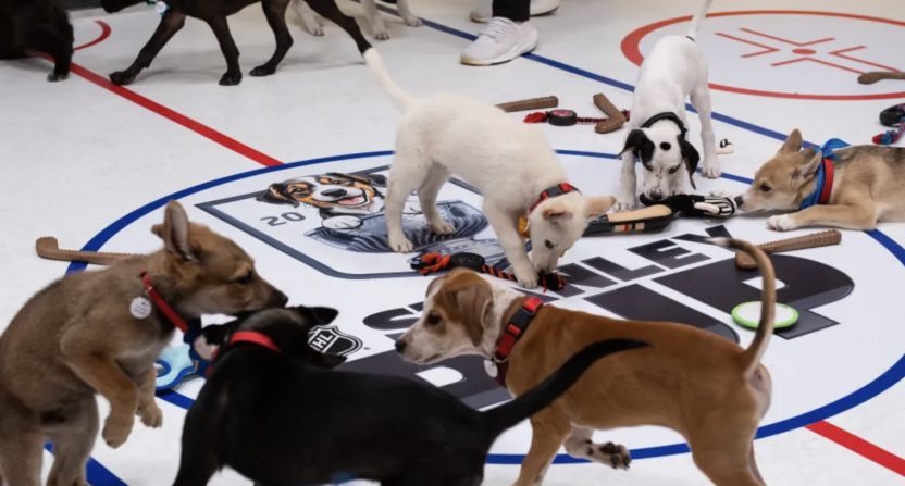 NHL Stanley Pup