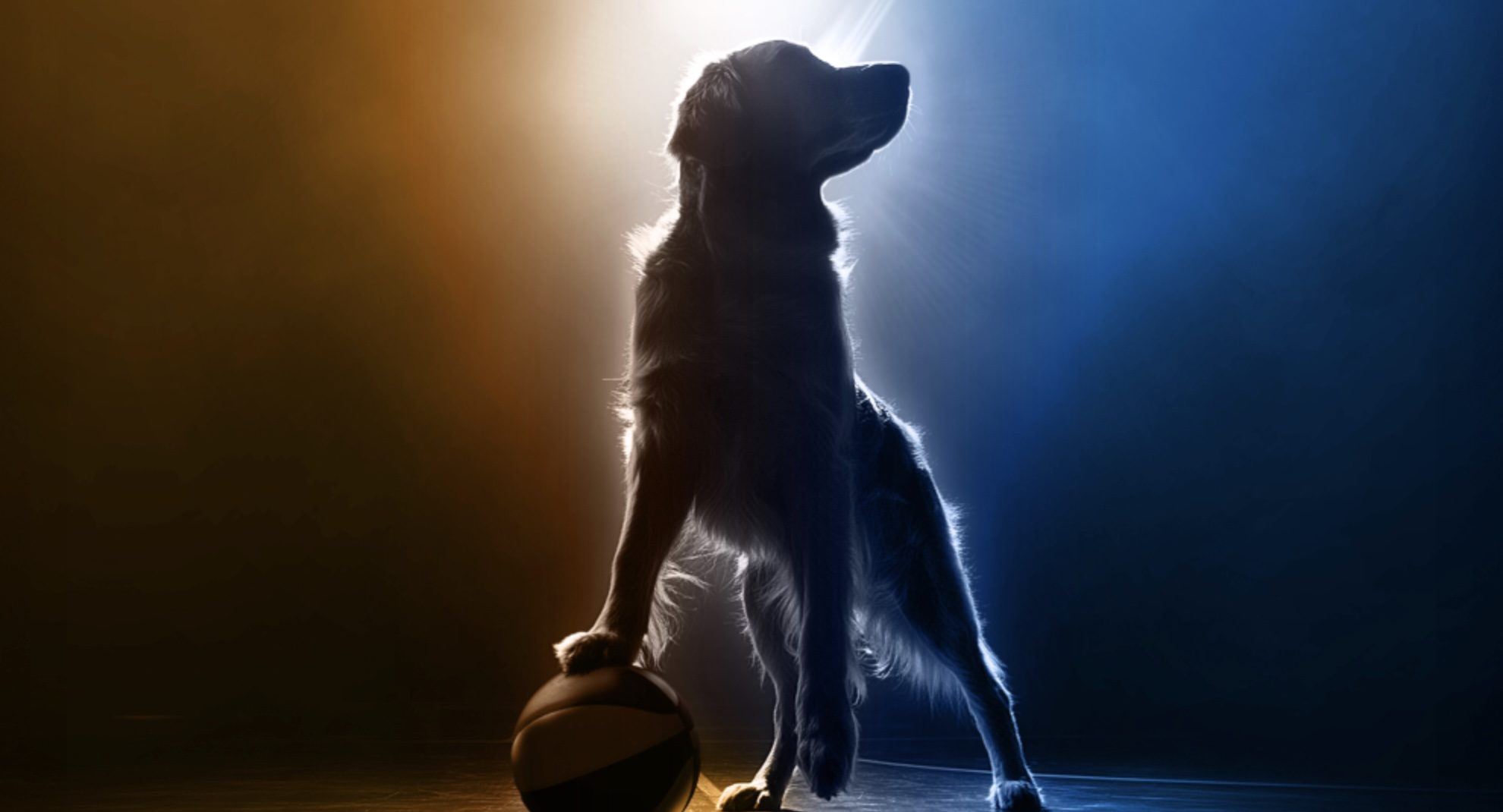 ‘Air Bud’ legacy sequel cast set for 2026 theatrical release