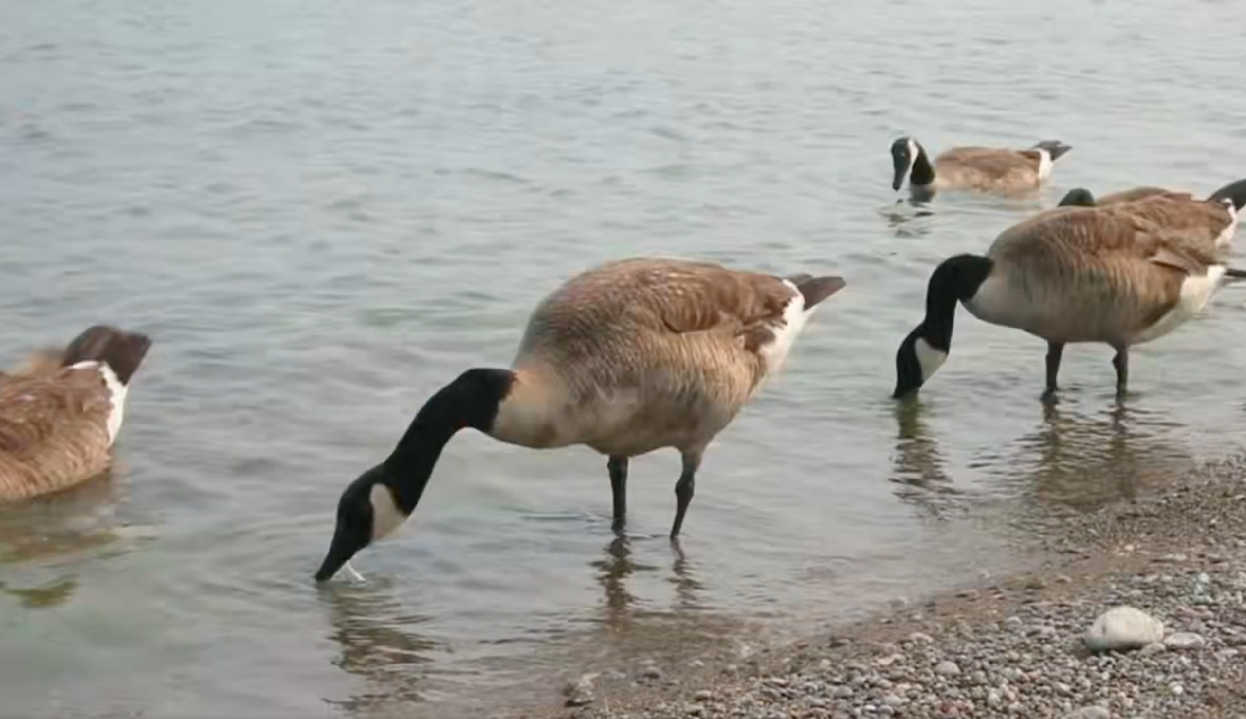 FanDuel Sports Network Clippers broadcast shows funny geese photo