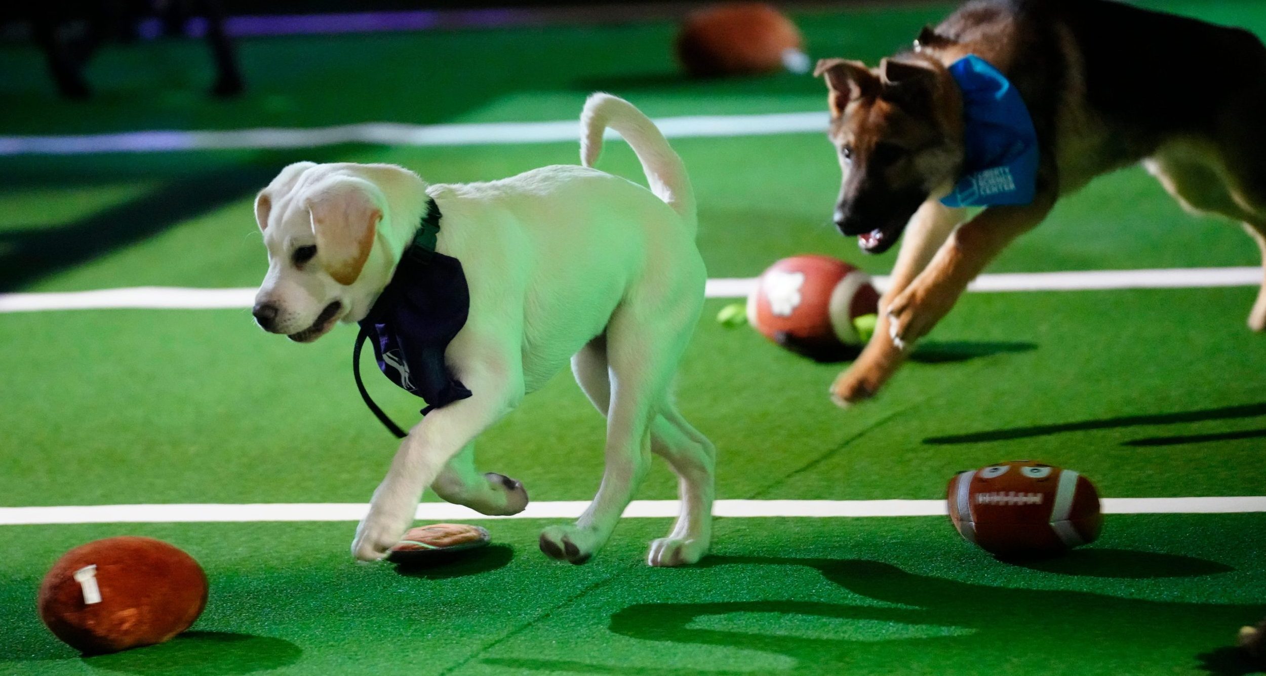 Ideal (center) and another competitor from the second annual Puppy Bowl