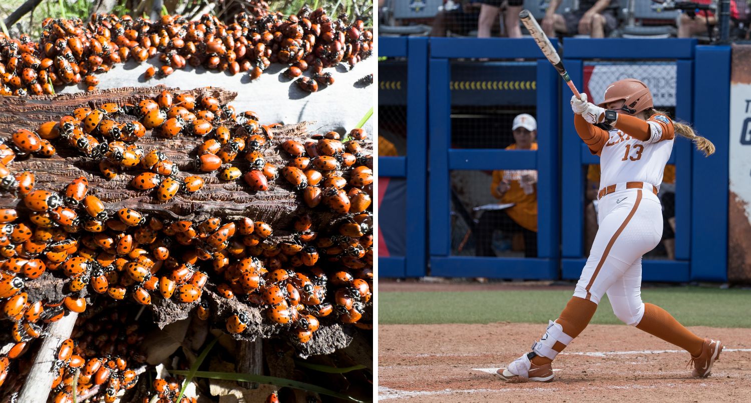 Holly Rowe reveals Texas softball player's wild ladybug-eating superstition